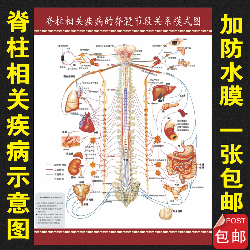 脊柱相关疾病脊髓节段关系模式图医院骨科解剖挂图脊椎骨骼肌肉图-封面