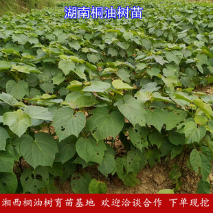 湖南桐油树种苗桐子树苗油桐树种植苗基地直销下单现挖