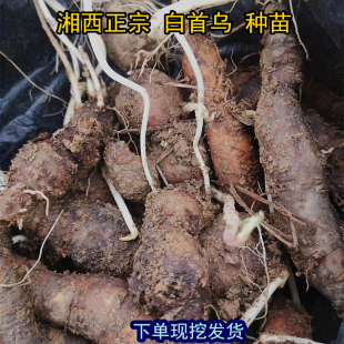湖南中药材白首乌种苗茎块现挖新鲜隔山撬锹种植苗盆栽隔山消小苗