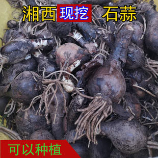 湘西石蒜中药材红花老鸦蒜种植苗黄花石蒜根球彼岸花种苗新鲜1斤