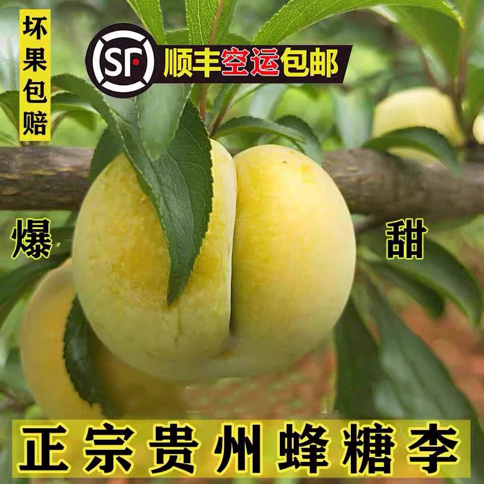 贵州特产正宗六马蜂糖李新鲜天然水果【2026年当季新品顺丰空运】