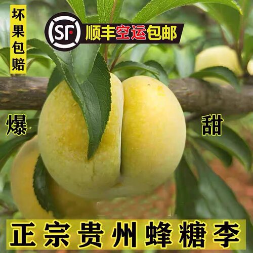 贵州特产正宗六马蜂糖李新鲜天然水果【2026年当季新品顺丰空运】