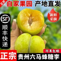 正宗六马蜂糖李新鲜水果贵州镇宁直发【2026年当季新品顺丰空运】