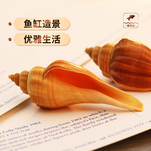 各种天然拍摄道具多肉地中海鱼缸
