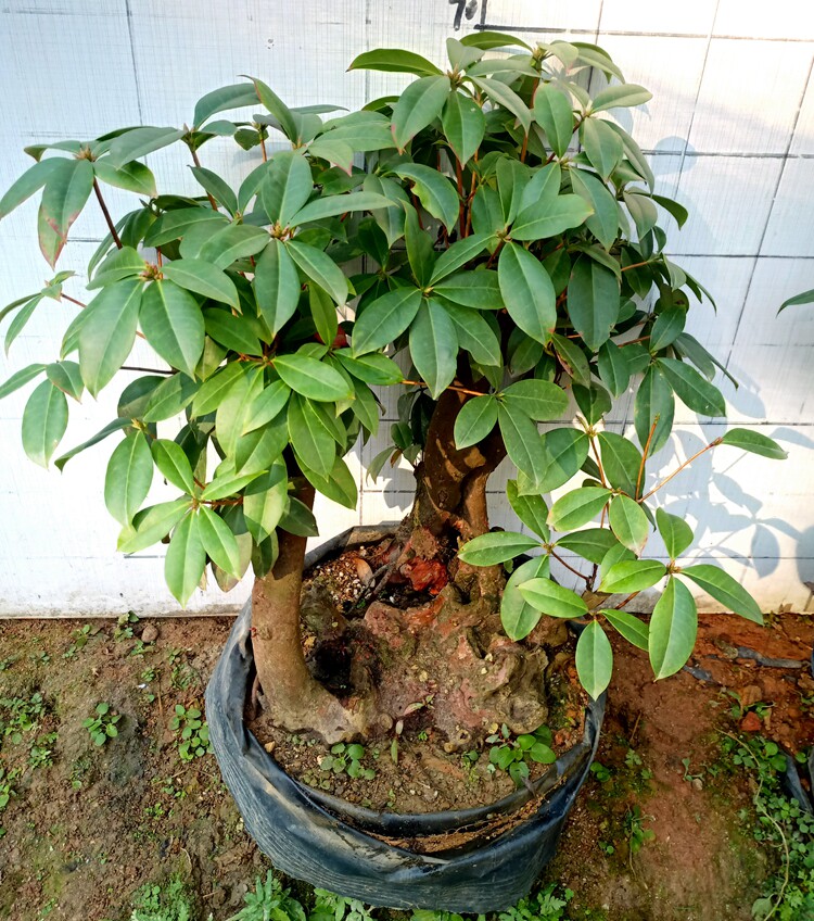 鹿角杜鹃,又名高山杜鹃