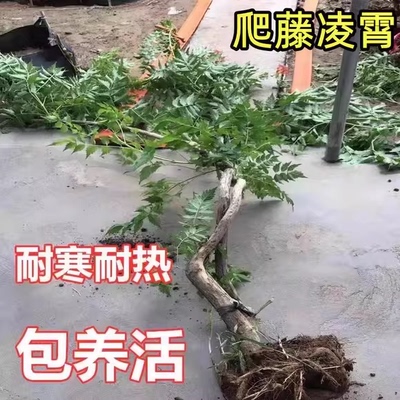 凌霄花苗爬藤植物阳台庭院耐寒老桩炮仗花盆栽紫藤凌宵四季开花卉