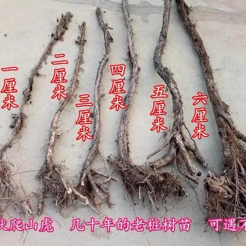 大苗三叶爬山虎苗老桩爬藤植物四季耐寒庭院别墅遮阳爬墙虎变红色