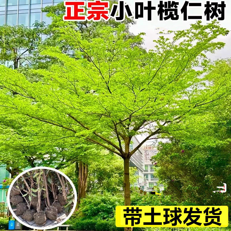 小叶榄仁树苗绿化风景树四季可种