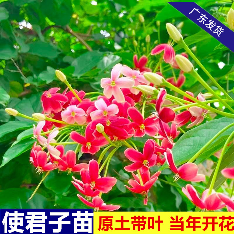 使君子花苗爬藤花卉植物