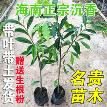 正宗海南沉香树苗降香树苗黄花梨树苗金丝楠木名贵苗木绿化植物苗