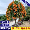 可种阳台庭院垂吊攀援花卉 炮仗花苗 四季 鞭炮花 藤本花 爬藤植物