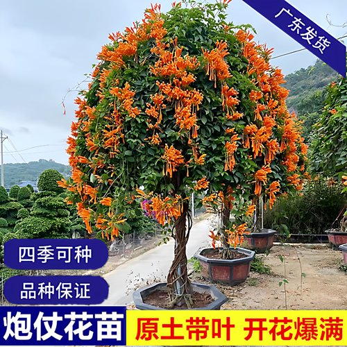 炮仗花苗爬藤植物四季可种