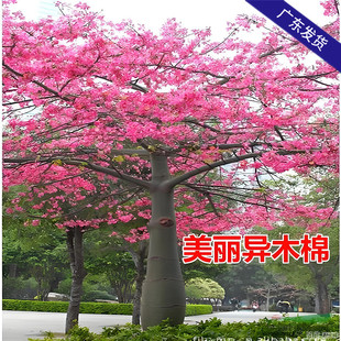 美丽异木棉花树苗多花粉色木棉花庭院别墅绿化风景树观赏花卉植物