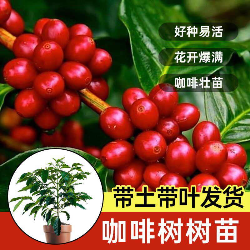 【当年结果】咖啡果树苗云南卡迪姆咖啡苗地栽盆栽四季可种果树苗