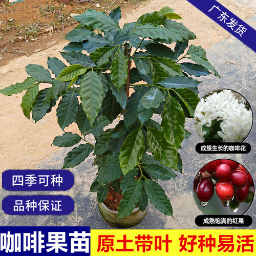 咖啡果苗四季可种果苗