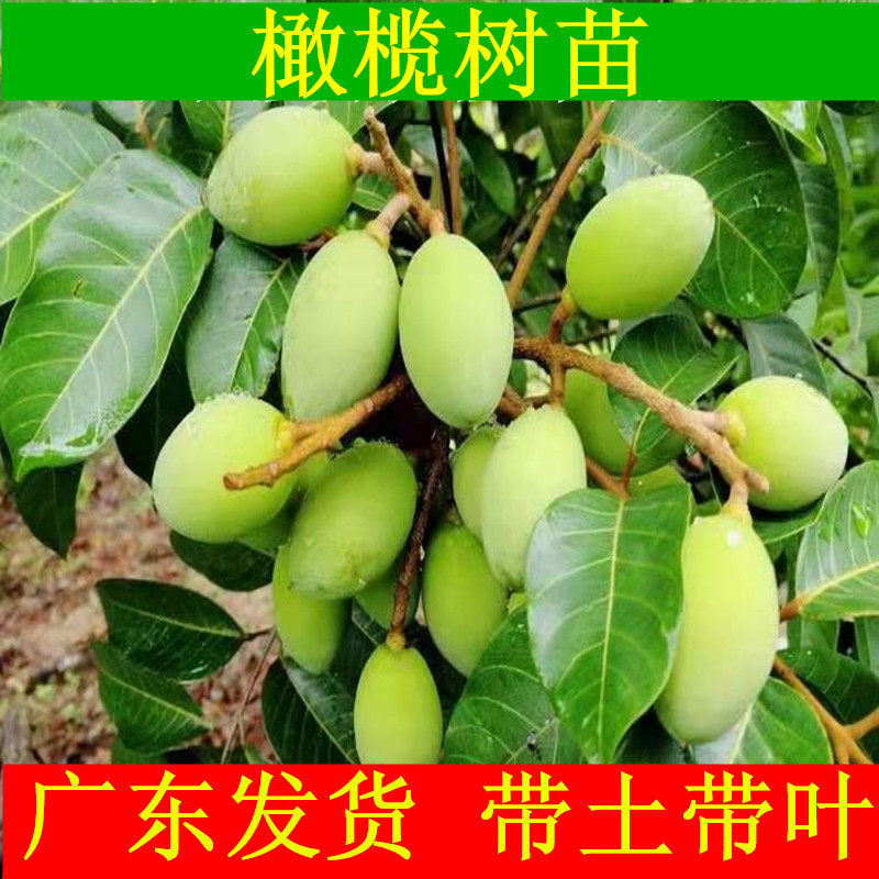 嫁接甜青橄榄果樹苗 南北方種植果樹盆栽地栽苗 帶土帶葉橄榄樹苗在類目 鮮花速遞/花卉仿真/綠植園藝, 花園植物/行道樹/果樹, 果樹中 - 來自Buy2taobao.com提供專業的淘寶代購服務
