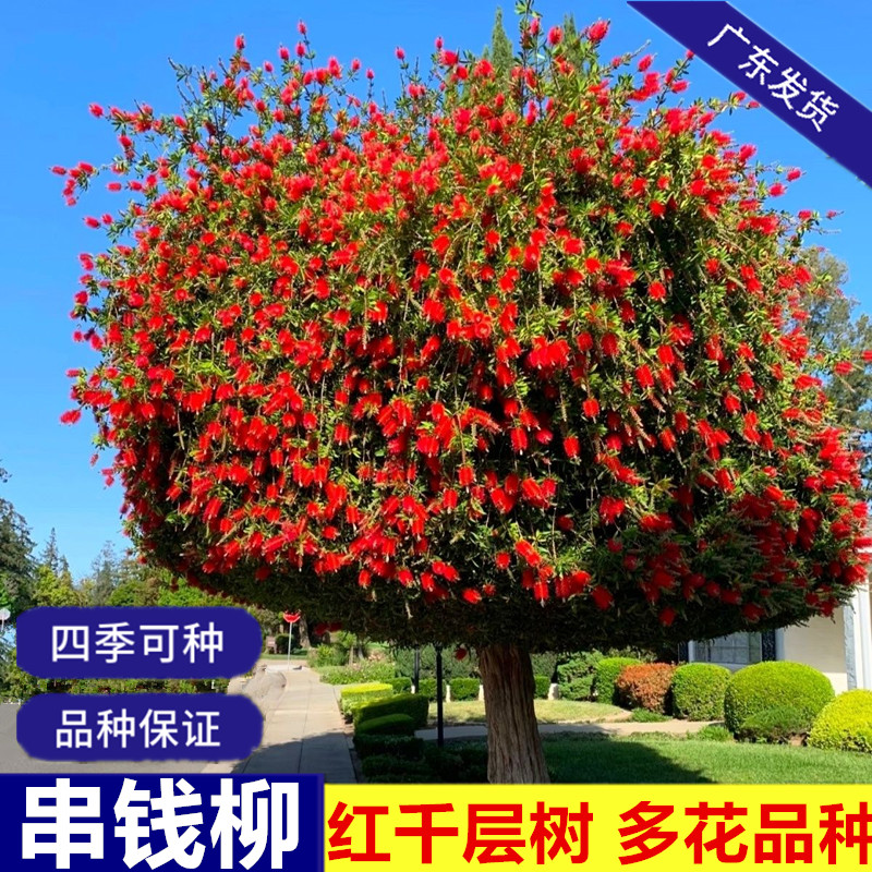串钱柳红千层绿化树苗当年开花