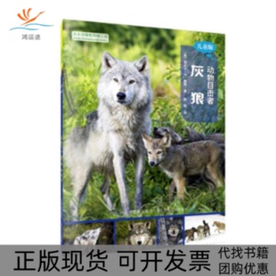 动物目击者灰狼丽贝卡E赫希河北少年儿童出版 包邮 书 社 正版