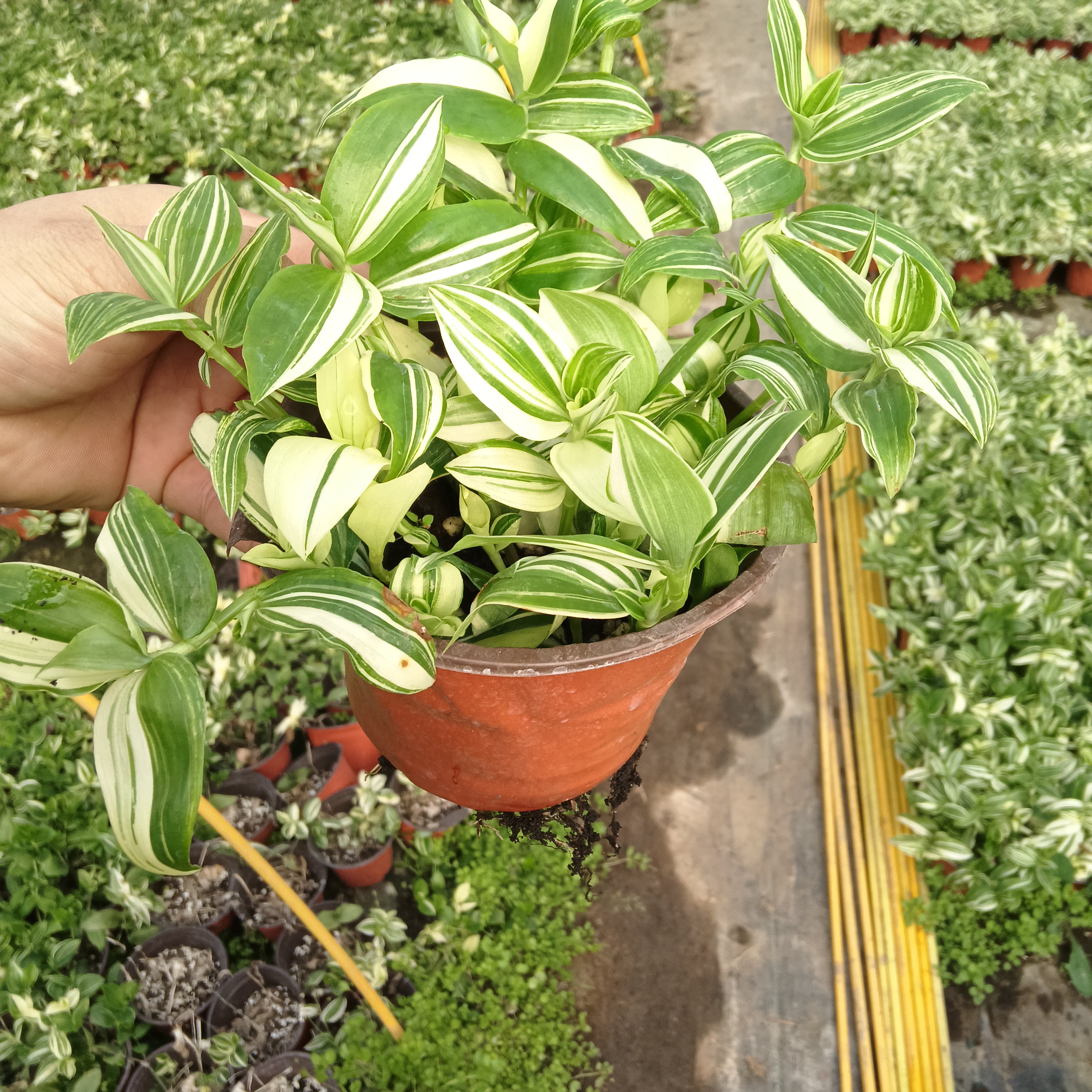 青白玉油画吊兰植物阳台室内窗台花绿植盆栽观叶垂吊植物耐旱花卉