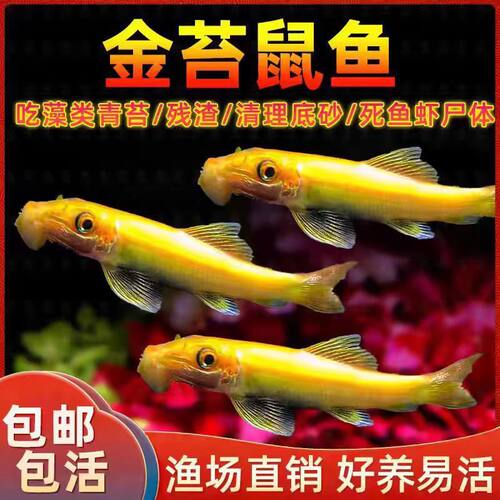 清道夫鱼金苔鼠鱼缸清洁工除藻工具鱼小型热带观赏鱼吃垃圾鱼活体