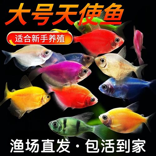 天使鱼观赏鱼大号群游懒人小型淡水好养耐活红天使老虎热带鱼鱼苗