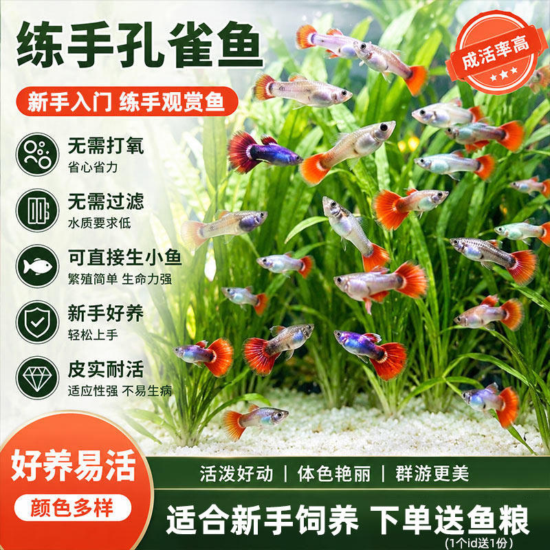 孔雀鱼纯种观赏鱼小型淡水好养热带鱼活体清道夫斑马金鱼小鱼鱼苗