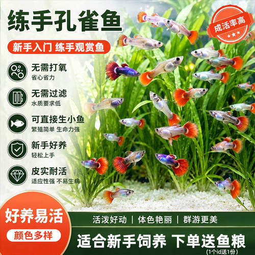孔雀鱼纯种观赏鱼小型淡水好养热带鱼活体清道夫斑马金鱼小鱼鱼苗
