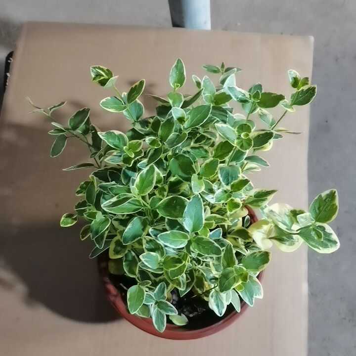 花叶蔓盆栽室内外阳台长春藤垂吊植物耐热黄金花叶蔓吊兰易成活包