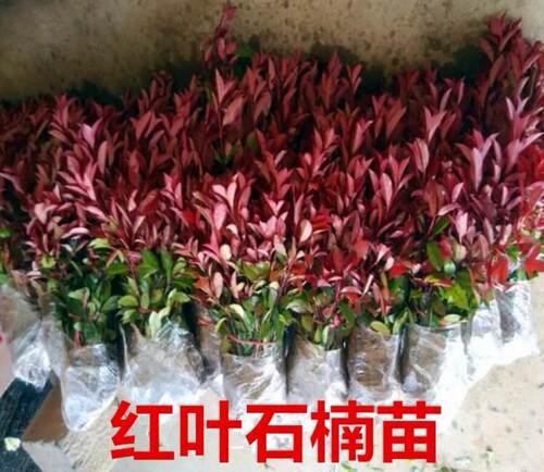 四季常青庭院绿化苗木红叶石楠