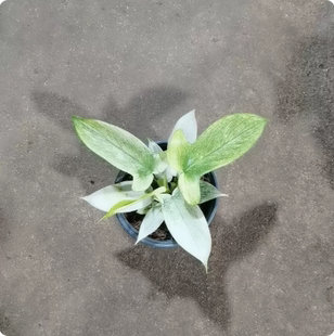 佛罗里达幽灵飞机蔓绿绒Floridaghost进口室内观叶绿植盆栽