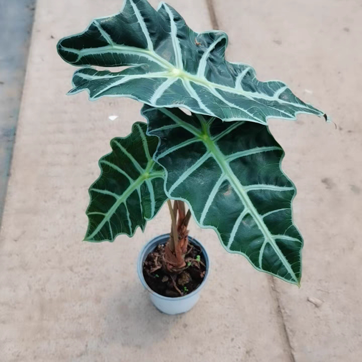 大仙女海芋非洲面具黑叶芋网红观叶喜阴室内办公室桌面绿植盆栽