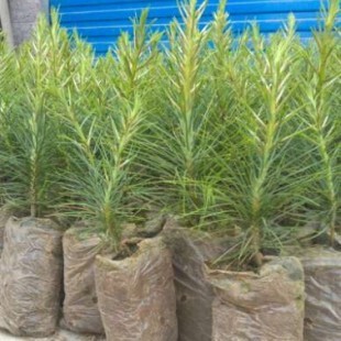 热卖白皮松小苗 白皮松树苗 白皮松苗 盆栽苗 白皮松苗 量大优惠