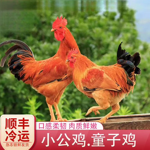 顺丰包邮小公鸡宰杀发货