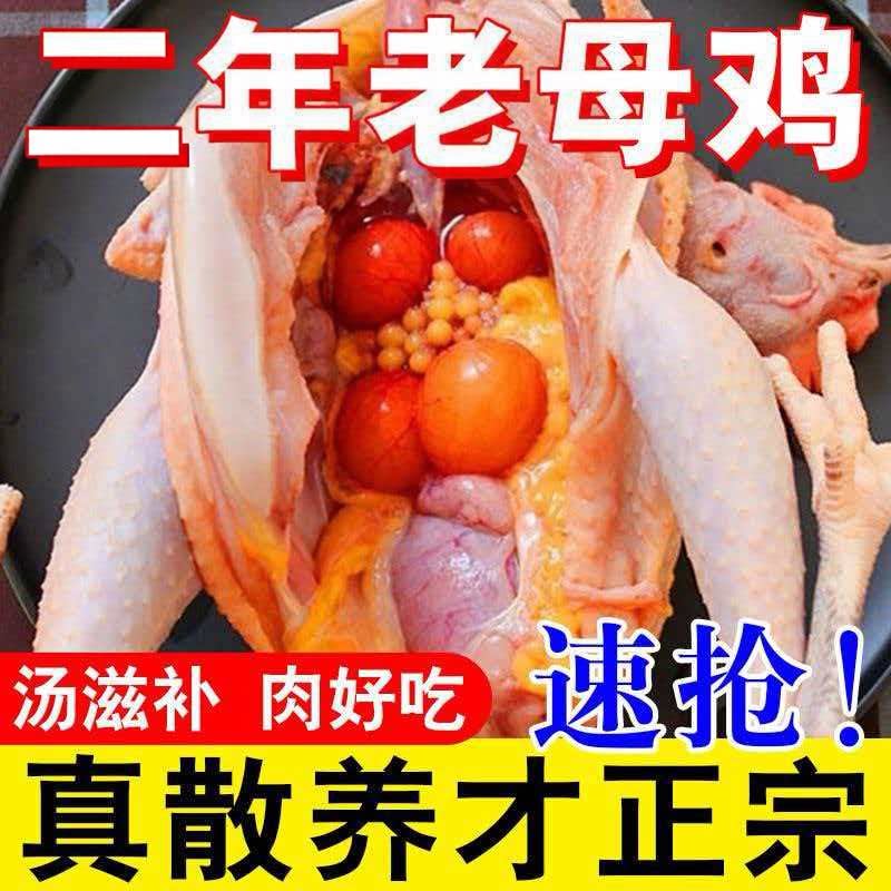 黄油老母鸡 农家散养土鸡 2年母鸡新鲜整只走地鸡柴鸡鸡肉生鲜