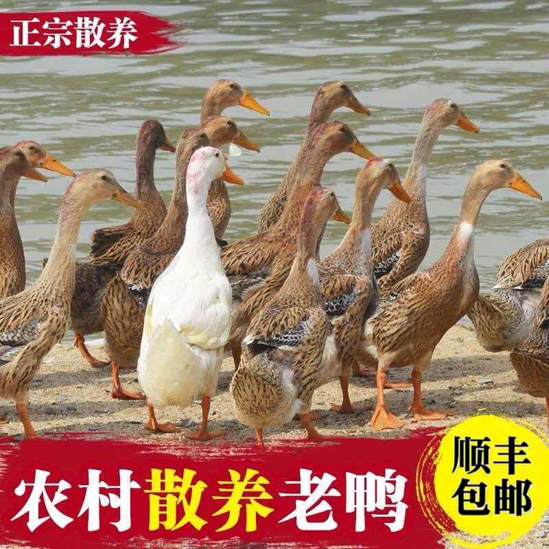 顺丰包邮 鸭子 散养老鸭子 土鸭农家水养老鸭鸭肉土鸭新鲜鸭肉