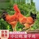 小公鸡 散养童子鸡小土鸡柴鸡宰杀发货新鲜整只 正宗农家小公鸡