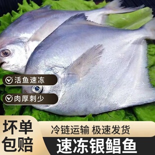 顺丰包邮 银鲳鱼 新鲜冷冻白鲳鱼平鱼昌鱼海鲜水产鲜鱼类