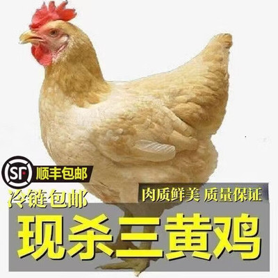 三黄鸡新鲜现杀 正宗农家散养土鸡黄油鸡走地鸡三黄鸡整只