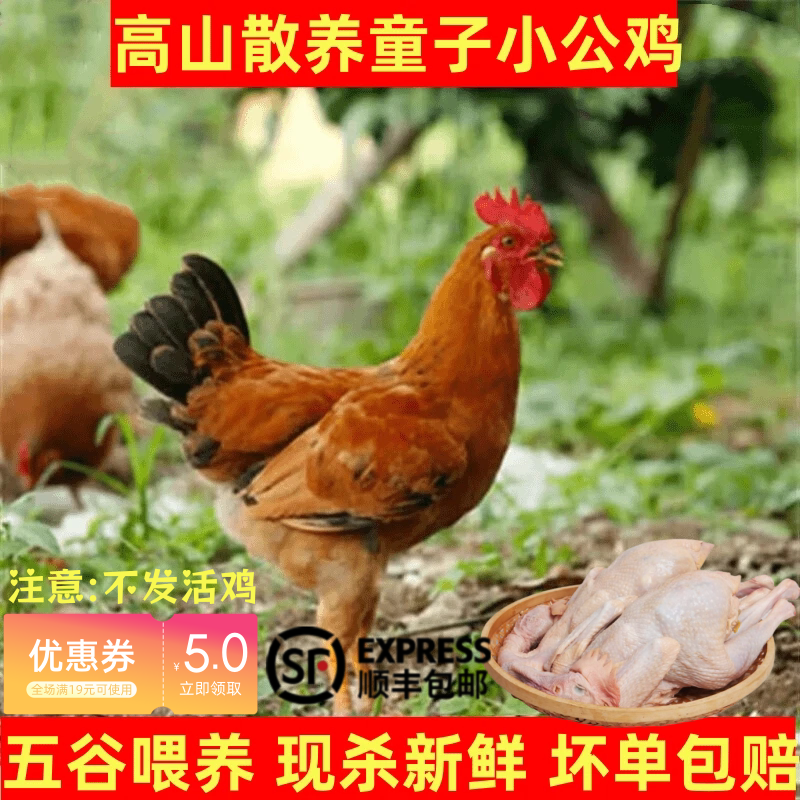 小公鸡童子鸡食用农产品