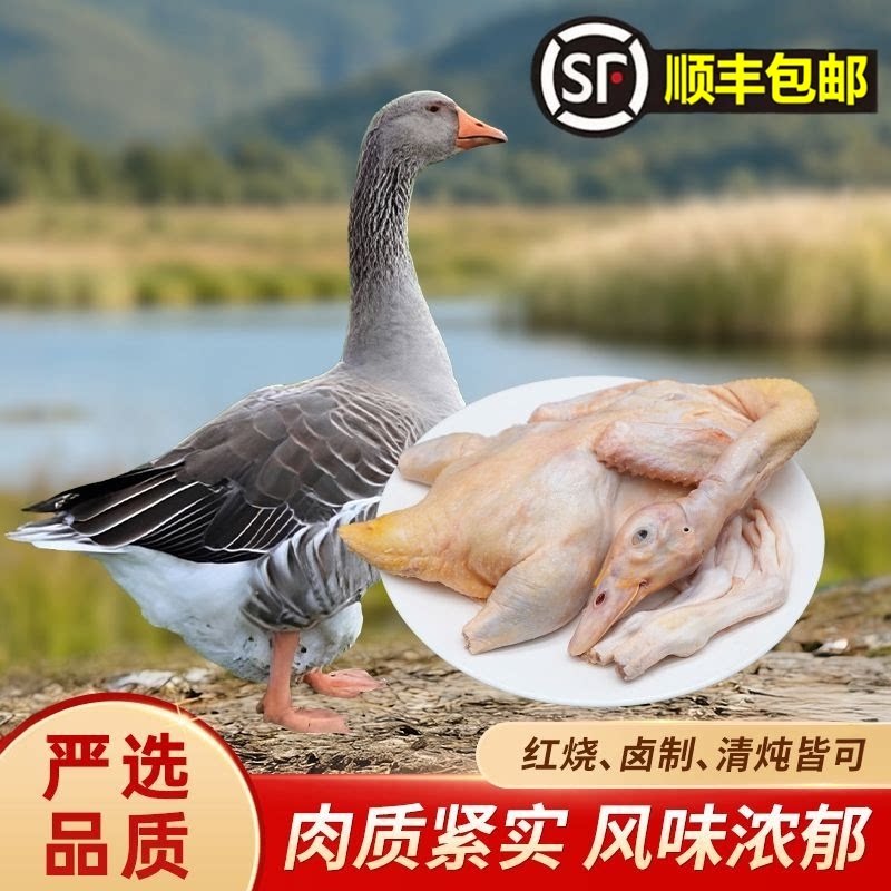 红嘴雁鹅3斤起生鲜整只鹅净膛额头无包铁锅炖卤鹅食材