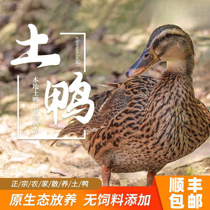 散养老土鸭 林间散养老鸭子土鸭整鸭新鲜水鸭新鲜鸭肉鸭子整鸭