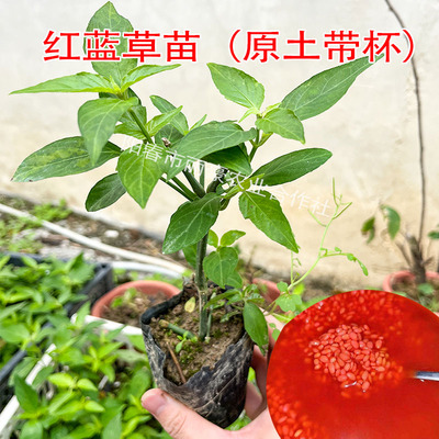 红蓝草苗原土带杯广西五色糯米饭天然植物染料红色四季绿植盆栽