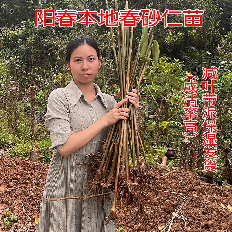 阳春正宗春砂仁苗阳春蟠龙出产壮苗带芽发生广东阳春特产20棵包邮
