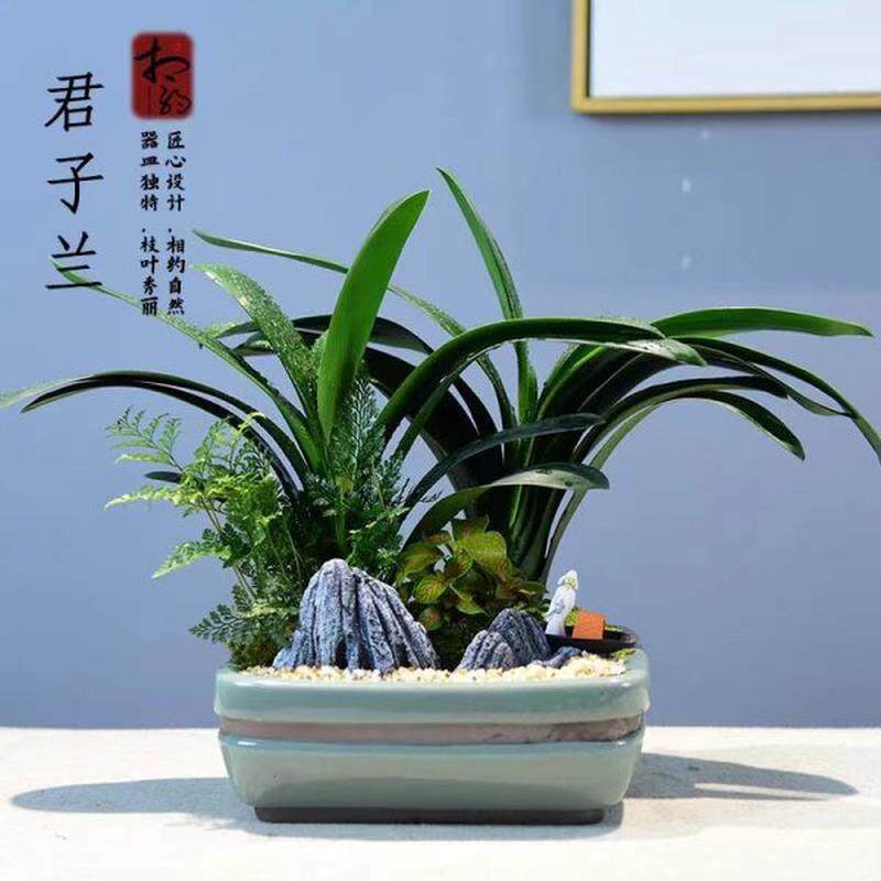 樊韵君子兰盆栽桌面花卉室内绿植盆景植物开业乔迁礼品年宵花兰花