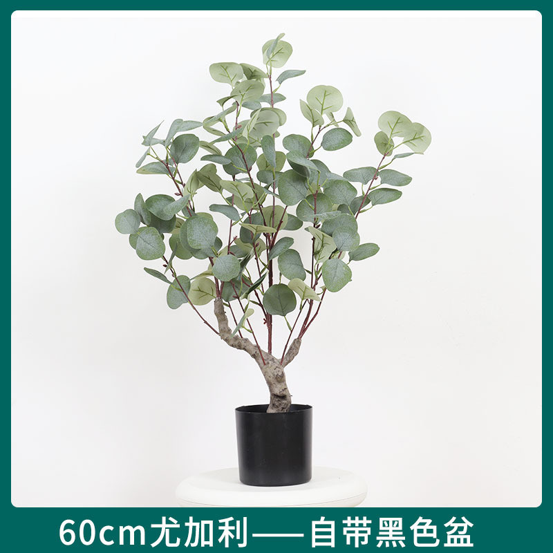 金钱树尤加利盆栽室内客厅大型落地绿植装饰摆件仿真绿植绿植批发