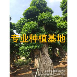 广西造型榕树桩景价格福建小叶榕树桩盆景批发重庆小叶榕桩头