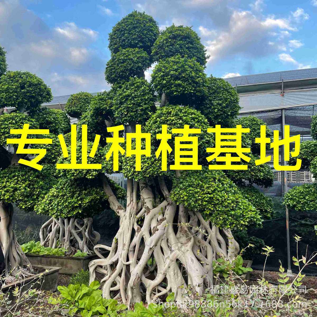 重庆造型小叶榕桩头批发全冠细叶榕价格榕树盆景广西景榕桩小叶