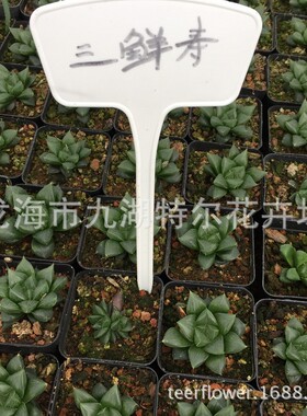 多肉植物【十二卷属批发雨露寿/叁仙寿/三鲜寿】4cm