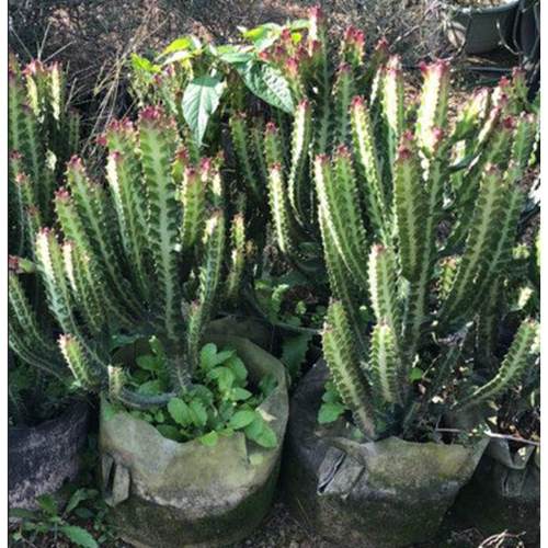 红帝锦仙人柱龙骨大戟科锦盆栽绿植仙人掌帝多肉植物