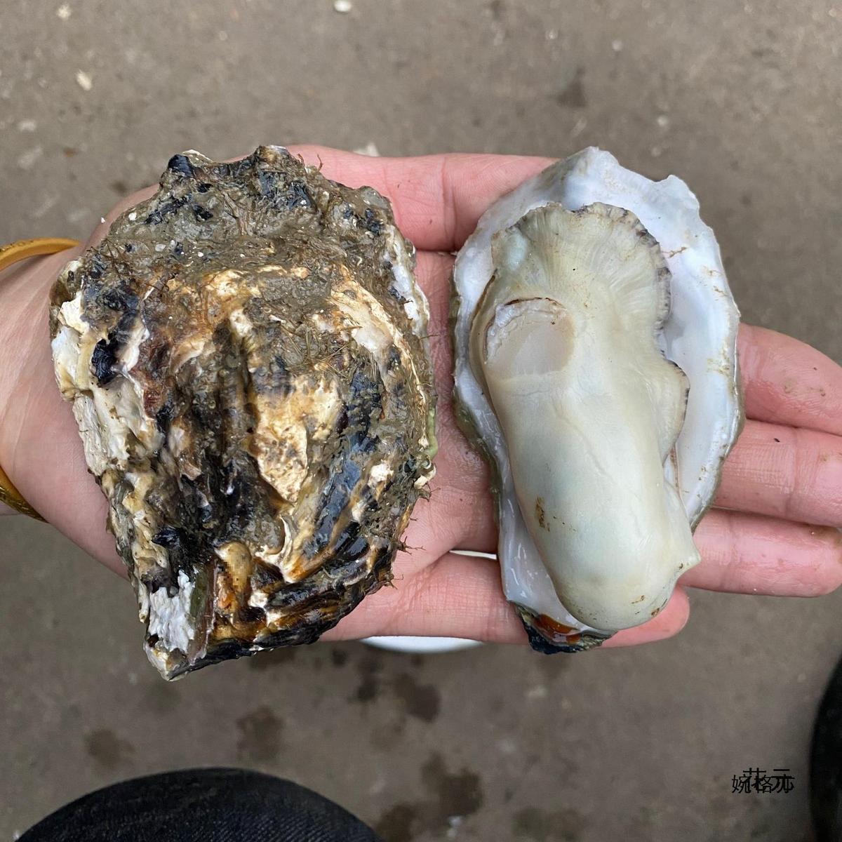 新日期生蚝鲜活牡蛎新鲜大海蛎子蒜蓉烧烤海鲜水产一箱5斤包邮装